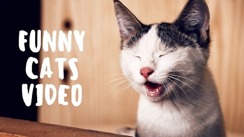 Must Watch Cats Videos 2021 Must see Best Funny Cats Video Ever