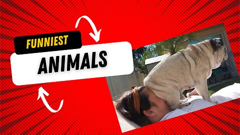 Dogs Doing Crazy Things: Don’t Miss This 🐾