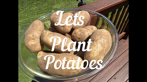 Planting Potatoes In Raised Beds
