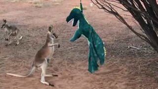 Canguru bebé luta contra dinossauro de peluche