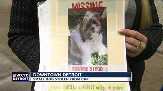 Small dog stolen from car in downtown Detroit