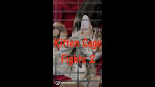 Kitten Cage Fight