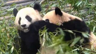 Panda cerca di rubare il cibo al compagno