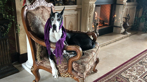 Well Dressed Great Dane Sits Beside the Fire