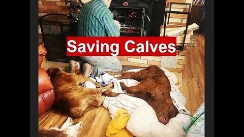 SAVING Calves | Frozen Livestock | Winter SURVIVAL