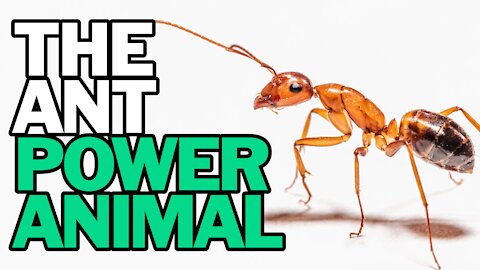 The Ant Power Animal