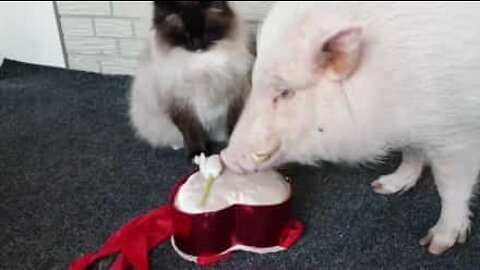 Gullig gris försöker vinna sin älskade katts hjärta