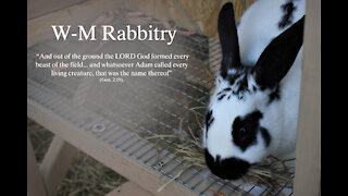 How We Learned Rabbitry: Birth and Bunnies