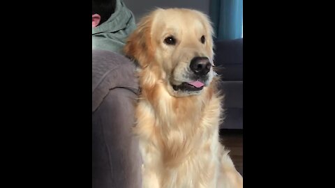 Watch This Patient Pup Hilariously Wait His Turn for Cuddles