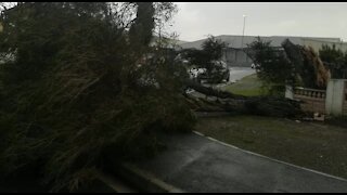 WATCH: Storm uproots trees across the Cape metropole (pqA)