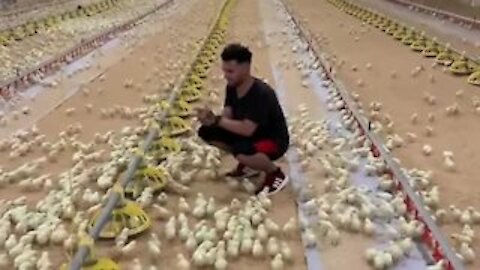 Hundreds of chicks run to meet their caretaker