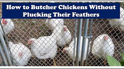 Butchering Chickens Without Plucking the Feathers