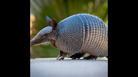 Armadillo facts_ the mammal that rolls up into a ball _ Animal Fact Files