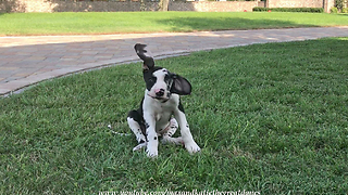 Great Dane Puppy Has the Longest Floppy Ears