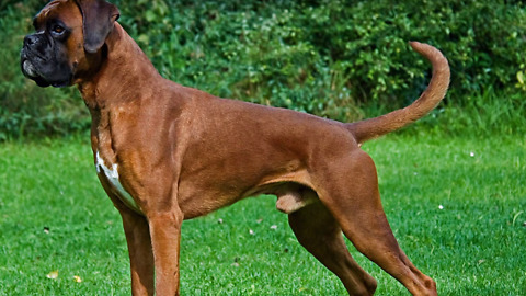 Odorless dog breeds