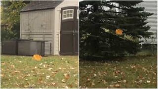 A leaf refuses to fall to the ground...