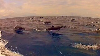 Happy Dolphins and Happy People! Thousands of Happy Dolphins!