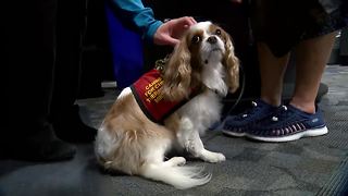 Sheboygan County dispatch center introduce therapy dogs