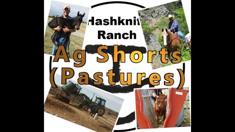 Different Pastures - Ag Shorts
