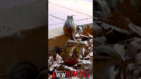 🤗 #AwwNIMALS - Seedtime Drama: Chipmunk Family's Quick Getaway 💕