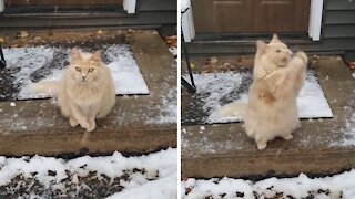 Cat Loves To Catch Falling Snowflakes