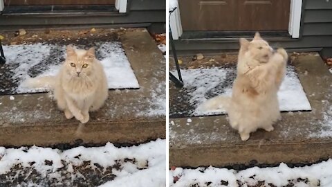 Cat Loves To Catch Falling Snowflakes