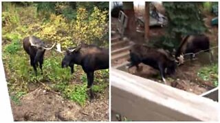 Epic moose fight dangerously close to home