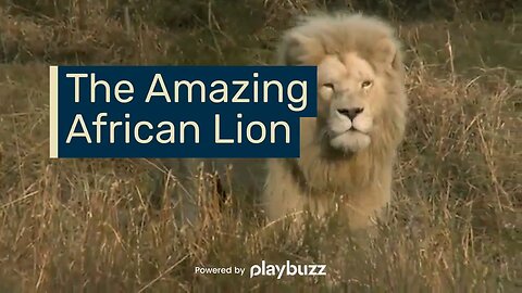 The Amazing African Lion - AmuzeMe