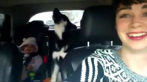 Adorable Dog Wins At Carpool Karaoke