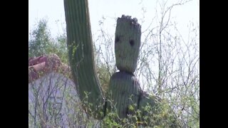 REMEMBER THIS? Tucson cactus looks like Avengers Endgame superhero - ABC15 Digital