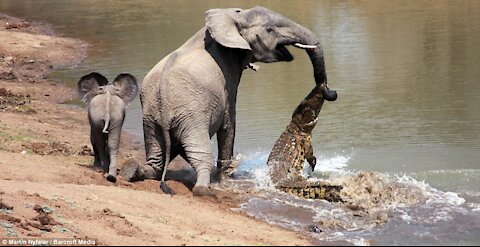 Female Elephant kills Crocodile