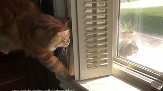 Stealthy Cat Tries To Intimidate Fearless Squirrel And Fails