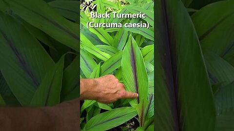 SO Rare and Medicinal: Get Your Hands on Black Turmeric on our Online Store! #foodforest #gardening