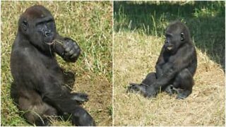 Fratelli gorilla giocano affettuosamente