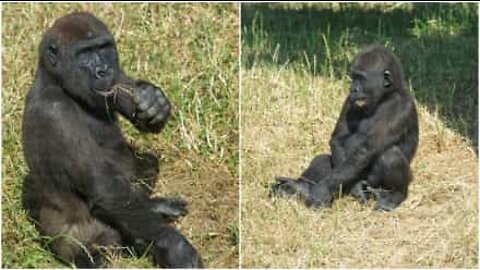 Fratelli gorilla giocano affettuosamente