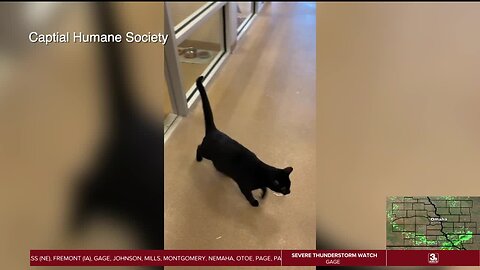 Take Time to Smile: Feline escape artist learns how to open doors