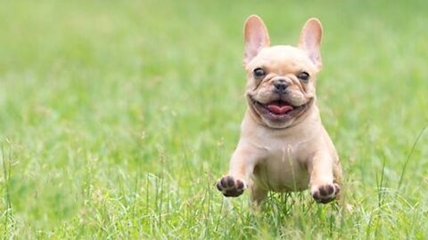 Funny and Cute French Bulldogs Video Compilation - Just Try Not to Laugh.
