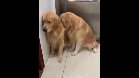 Dog saying sorry in their own style
