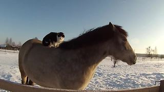 This Cool Cat Likes To Take Horseback Rides In The Snow