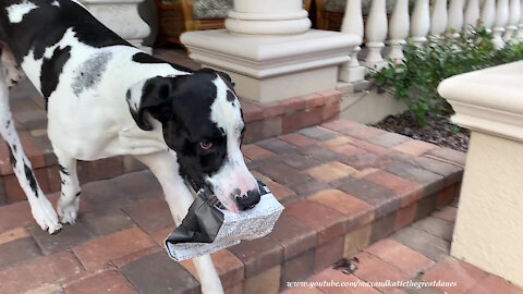 Funny Great Danes Practice Delivering Deli Fried Roasted Chicken