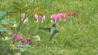 Hummingbird enjoys the spring flowers in Surrey, B.C.
