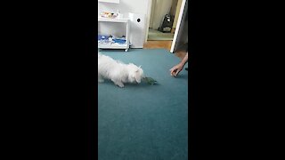 Dog And Parrot Have Fun Playing Together