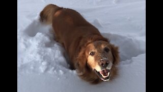 Golden retriever almost gets stuck in a snow drift