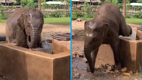 Cute baby elephant taking a bath.