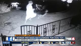 Woman mistakes snake for dog toy