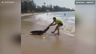 Homem arrasta tubarão encalhado para dentro do mar