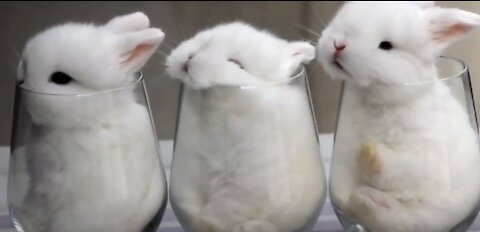 Cute Baby Bunny Compilation