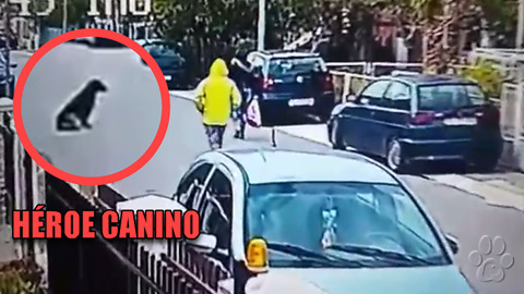 Perro sin hogar salva a una mujer cuando fue atacada por un delincuente