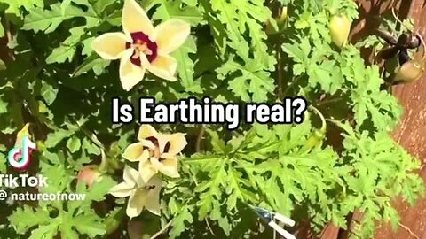Earthing aka Grounding misc short video compilation