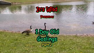 1 Day Old Goslings - Part 2